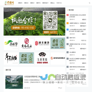 黄精价格行情_黄精的功效与作用_种植技术 - 黄精网