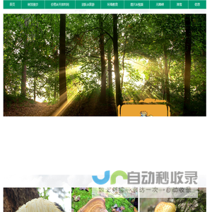 树顶漫步Treetopwalk-唯一官网